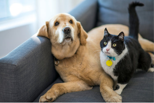 Productos Personalizados para Mascotas: Regalos Únicos que Harán Felices a tus Compañeros Peludos