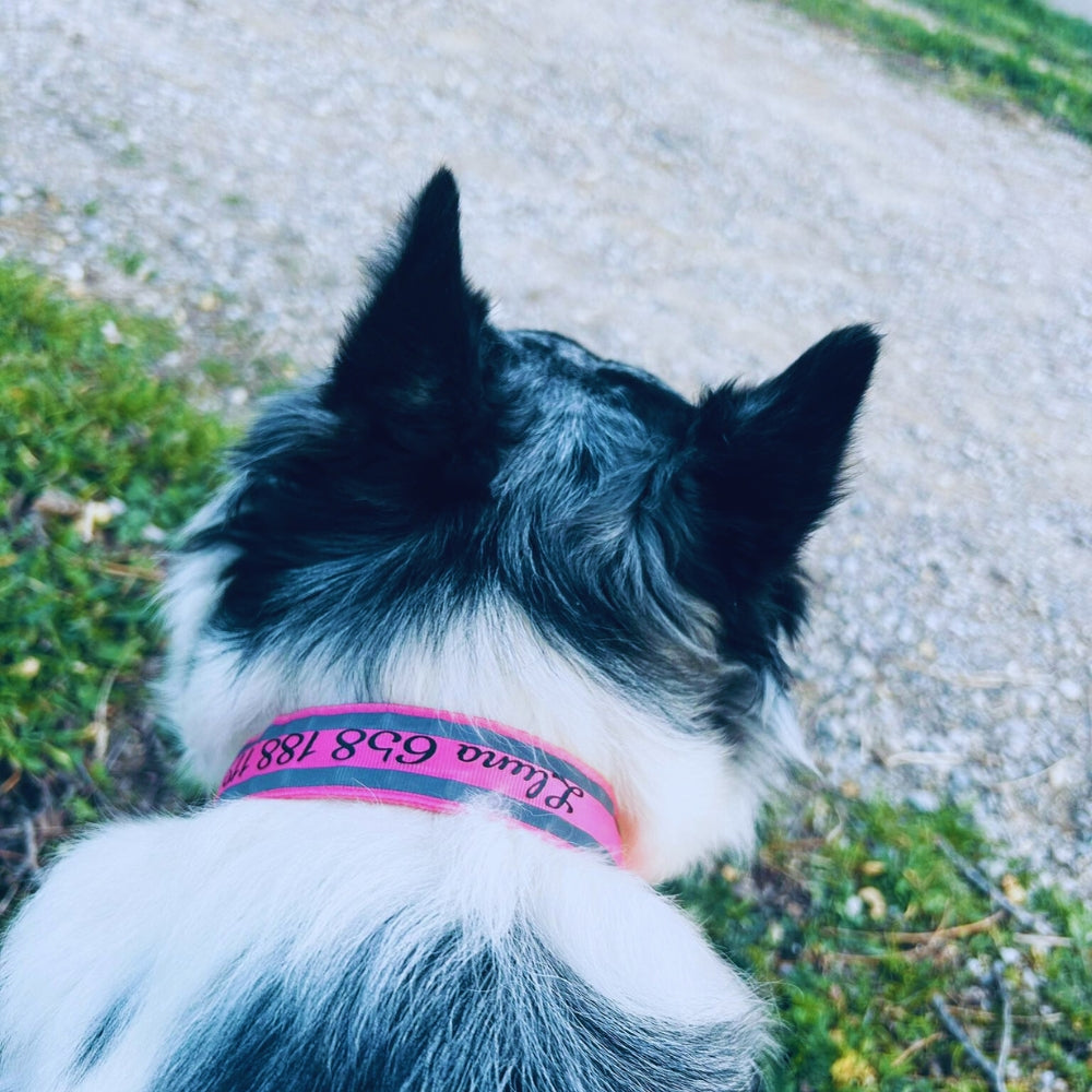 Collar con Luz Personalizable para Mascotas